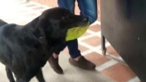 Собака пришла в магазин с листиком в зубах. То, что сделала продавец, шокировало всех!