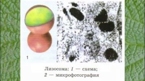 Биология 10 кл Проф уровень §13 Цитоплазма и одномембранные органоиды клетки