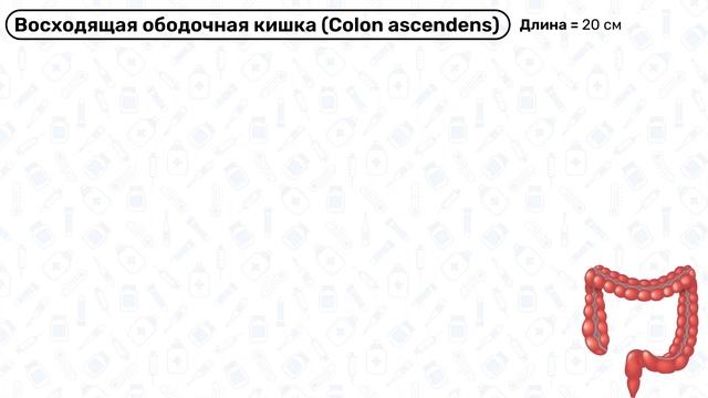 Толстый кишечник анатомия: строение толстой кишки, топография, функции, связки, анатомия жкт
