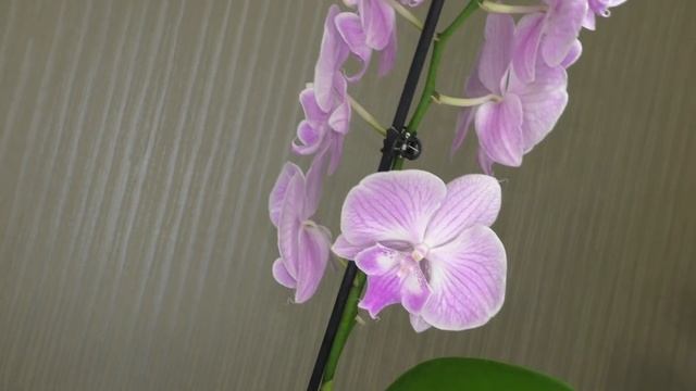 Орхидеи - покупки из последнего обзора в Леруа Мерлен. ОТВЕТЫ НА ВОПРОСЫ ПОДПИСЧИКОВ. смотреть онлайн