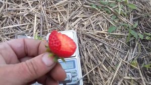 01 06 2021 Клубника сорт Флорида Фортуна