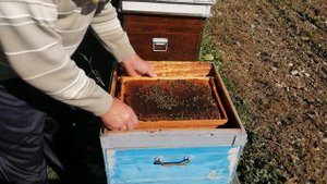 Пчелы не запечатали корм в зиму что делать.