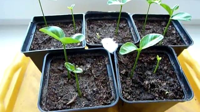 Как развиваются саженцы помело - очень хороший результат. смотреть онлайн