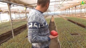 Подготовка рассады томата ПИНК АГАТ. Зимне-весенний оборот помидора