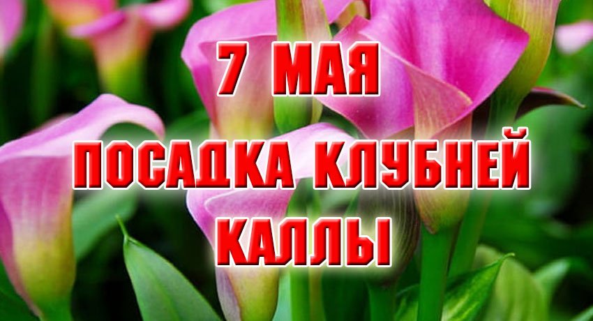 Посадка в май