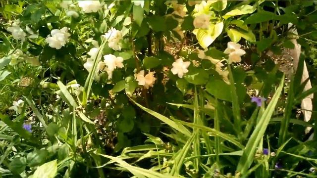 Просто весна 10. Розы и не только. / Просто весна 10. Троянди./ Just spring 10. Roses and not only смотреть онлайн