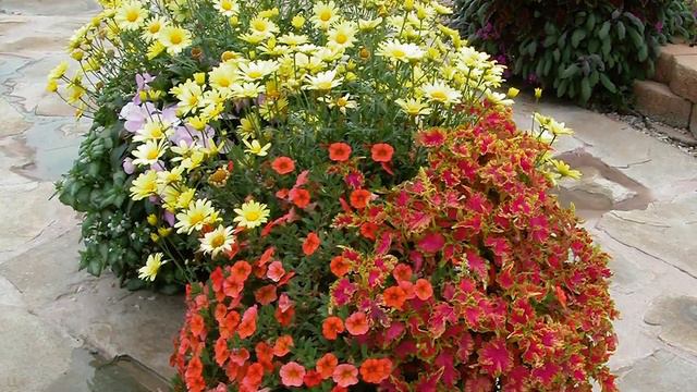 Calibrachoa