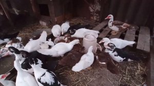 ПРИЧИНИ РОЗКЛЬОВУ У КАЧЕНЯТ