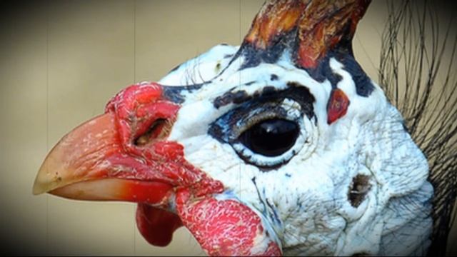 Цесарки как отличить самку от самца