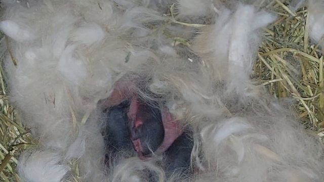 Пополнение в хозяйстве "Кролики" смотреть онлайн