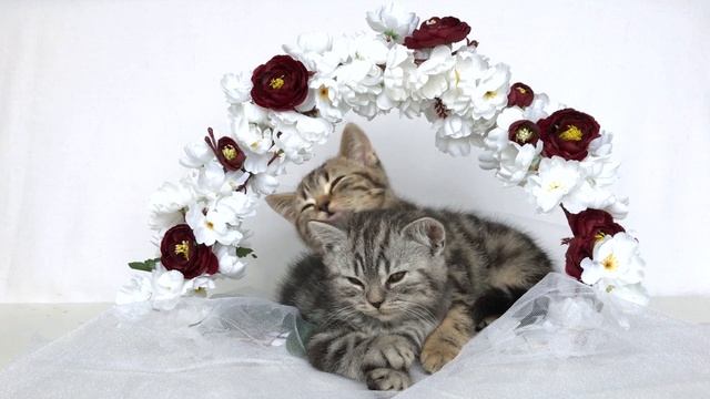 Шотландские котята в 2-3 месяца. Scottish fold and straight babycat 2-3 months. смотреть онлайн