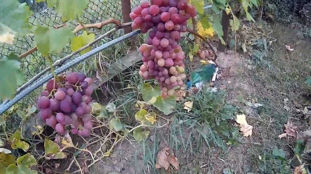 Виноград в Казани! Конец сентября 2018. Солнечная Ягода! смотреть онлайн