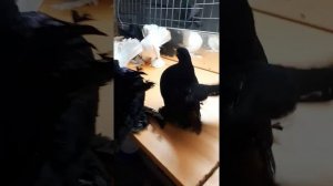 Статные голуби г. Тамбов