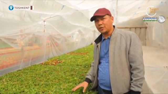 "Landshaft.uz": Каланхое гулларидан гулдаста тайёрлаш сири. Ландшафт дунёси янгиликлари смотреть онлайн