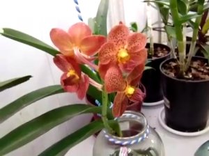 Орхидея Ванда - Цветение 2. Фалинопсис, Мильтония, Дендробиум, Камбрия, Цимбидиу