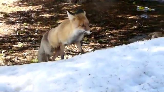 Как Мы кормили Лису смотреть онлайн