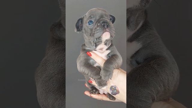 Французский бульдог голубой,  девочка #frenchbulldogblue #изабелла #щенкифранцузскогобульдога