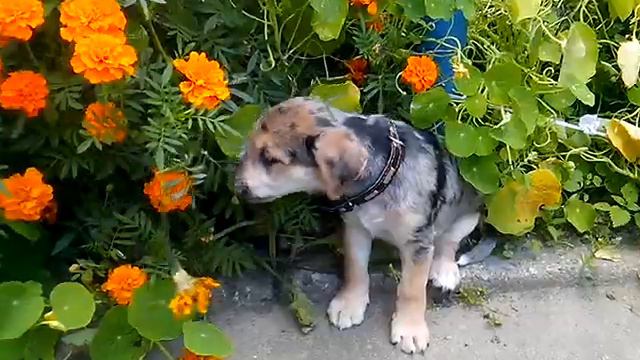 эх цветочки,цветочки. смотреть онлайн