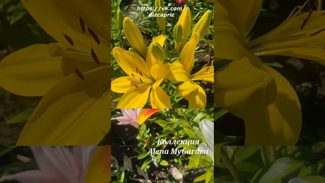 #ирисы #клематисы #лилейники