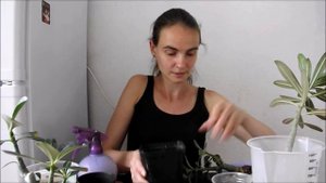 АДЕНИУМ: обработка корней фитоспорином от загнивания