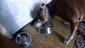 КОРМЛЕНИЕ СТАФФОРДА НАТУРАЛКОЙ