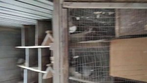 Мои николаевские голуби? (+ отдельного содержания голубов от голубок)