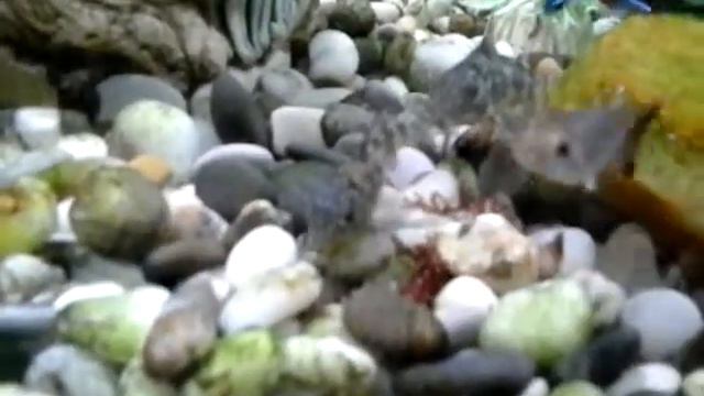 Борьба за еду...🍩🍗🍇🐠🐡🐬 смотреть онлайн