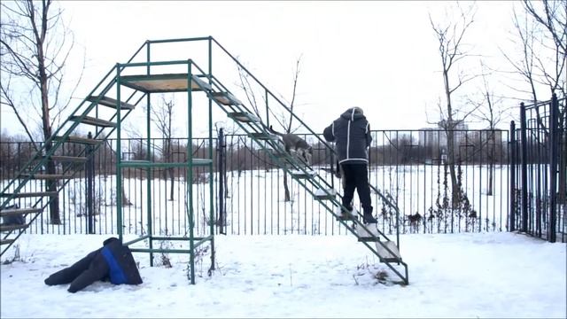 Кот - проход по лестнице смотреть онлайн