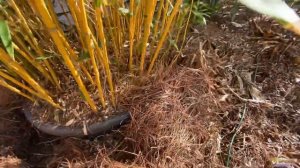 Running bamboo in your tropical garden.  (Phyllostachys Bamboo) Can it be controlled?