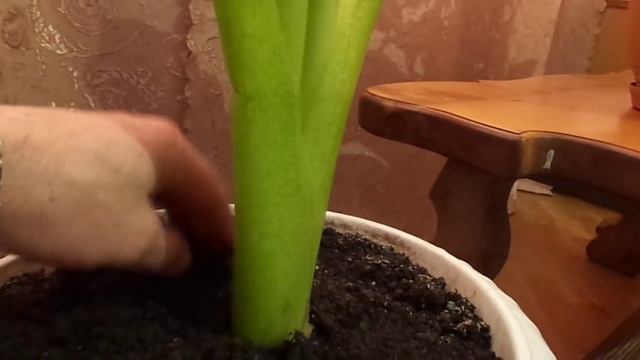 Кали білі. Зантадехія в домашніх умовах.