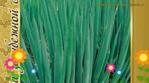 Лук батун Параде (Лук батун Parade). Краткий обзор, описание характеристик, где купить семена Parad