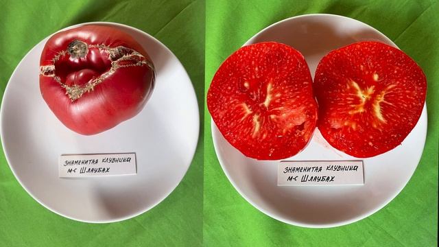 Топ-10 самых сладких сортовых томатов этого сезона / Минская область Беларусь смотреть онлайн