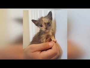 Мужчина нашёл маленького котёнка в куче мусора, тогда он ещё и представить не мог каким тот станет