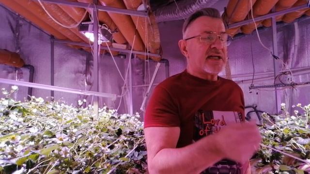 Клубничный сити фермер Геннадич показывает свою круглогодичную ферму. смотреть онлайн