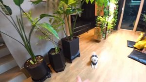 Наш новый питомец Сиба Ину^^ KOREA VLOG