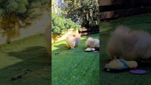 Микро померанский шпиц возраст 3 месяца