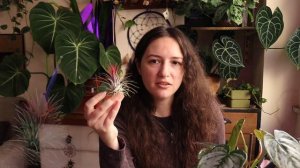 Plant Haul / I got 6 new exciting plants 🍀 Philodendron, Air Plants, Rhipsalis, Peperomia