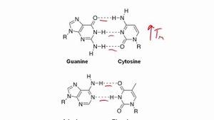 Nucleotides.mp4