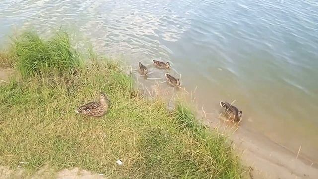 Бисерово озеро в Купавне.Озеро "Байкал" в Павловском Посаде. Сквер около музея. Красивая клумба. смотреть онлайн