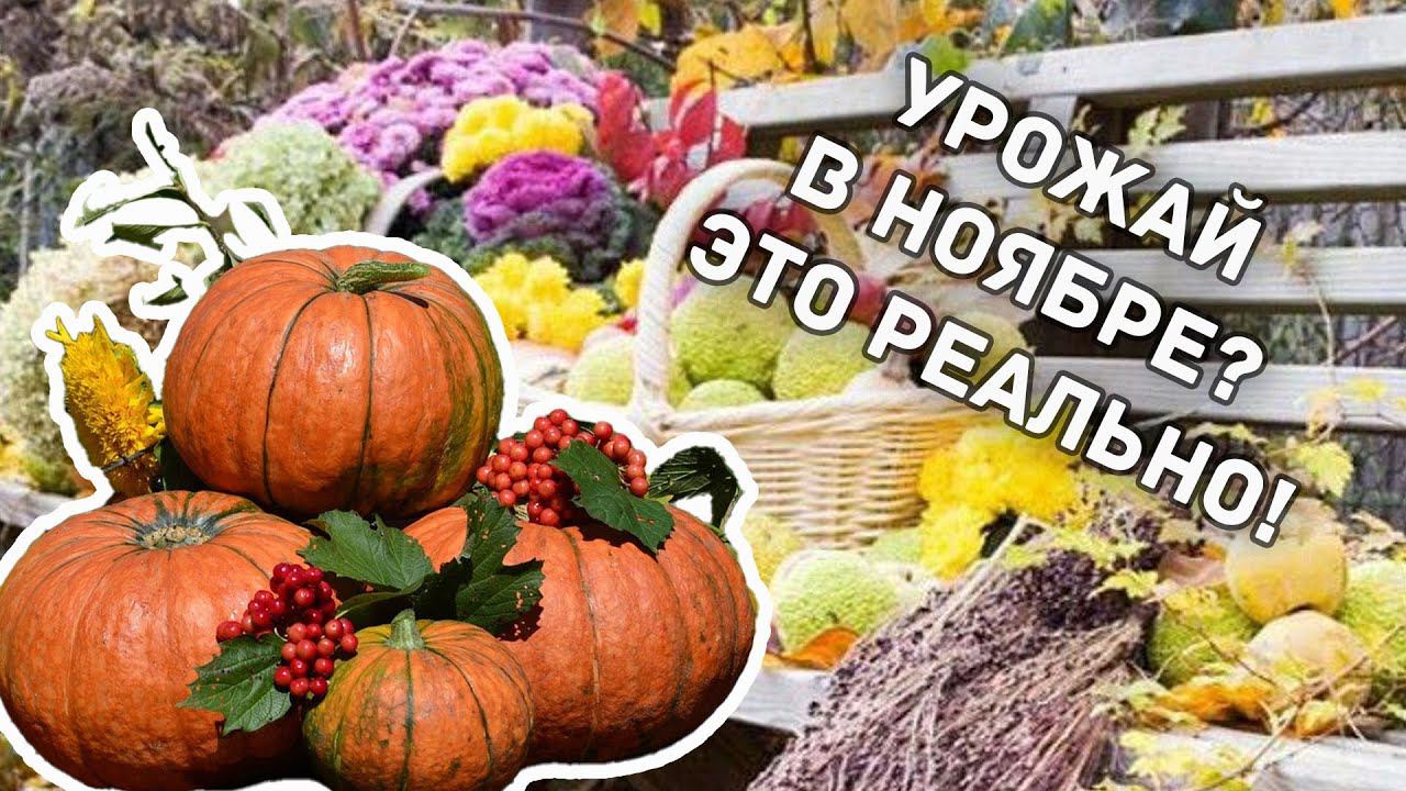 Урожай в ноябре #советысадоводам