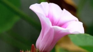 БАТАТ   СЛАДКАЯ  КАРТОШКА !