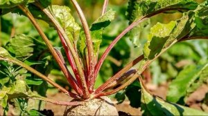 ЗАПОМНИ! Когда убирать урожай свеклы на хранение и собирать с грядки