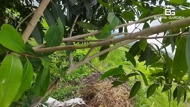 How growing java plum tree air layering mother propagate sugar Apple success roots100% @basha garde