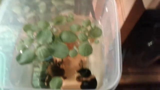 Нимфея и пистия!!! Новые растения на канале смотреть онлайн