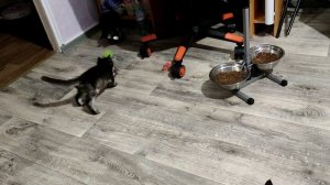 Озорные мейн-кунята???