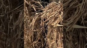 Скрадок для охоты «Вологда» 1-2-3