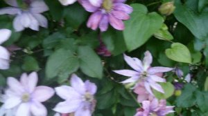 Литл Мермайд