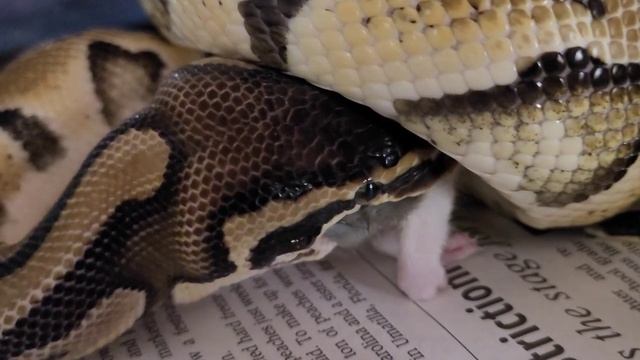 ⚠️Warning Live Feeding⚠️ Ball Python Feeding