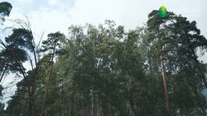 VenikOpt - продажа веников для бани