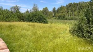 Кокуйское болото